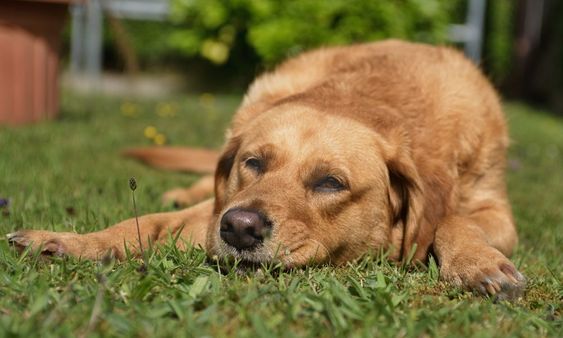 cachorro deitado sobre a grama